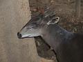 Duiker headshot